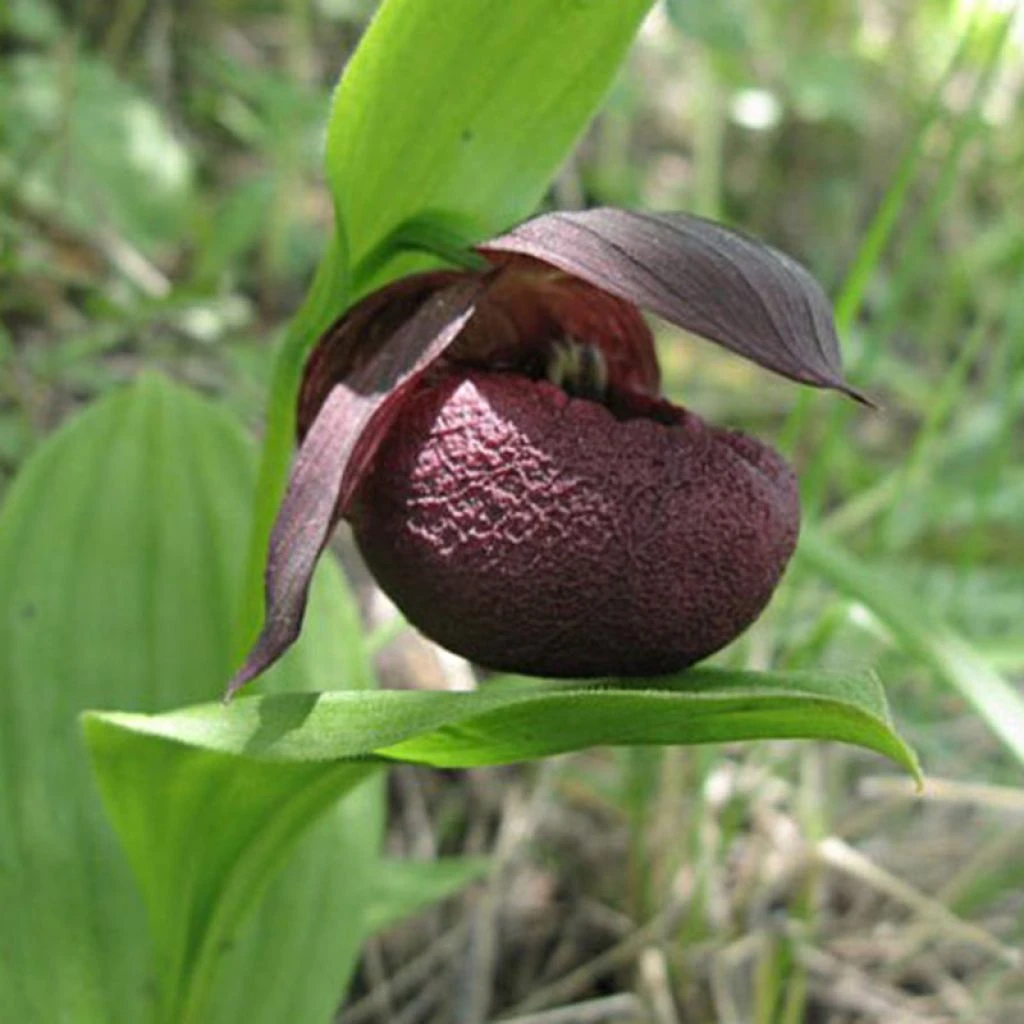 Cypripedium Smithii - Sabot De Vénus Rouge Pourpre 1 Cypripedium Smithii - Sabot De Vénus Rouge Pourpre