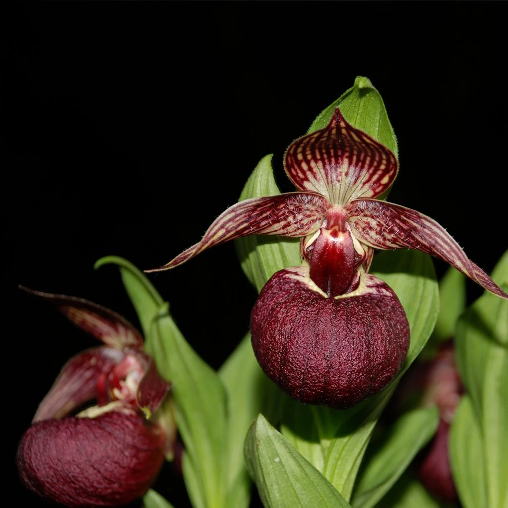 Cypripedium Tibeticum - Sabot De Vénus Rouge Pourpre 1 Cypripedium Tibeticum - Sabot De Vénus Rouge Pourpre