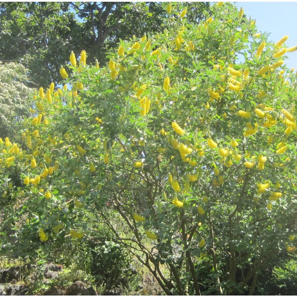 Genêt Ananas - Cytisus Battandieri 1 Genêt Ananas - Cytisus Battandieri