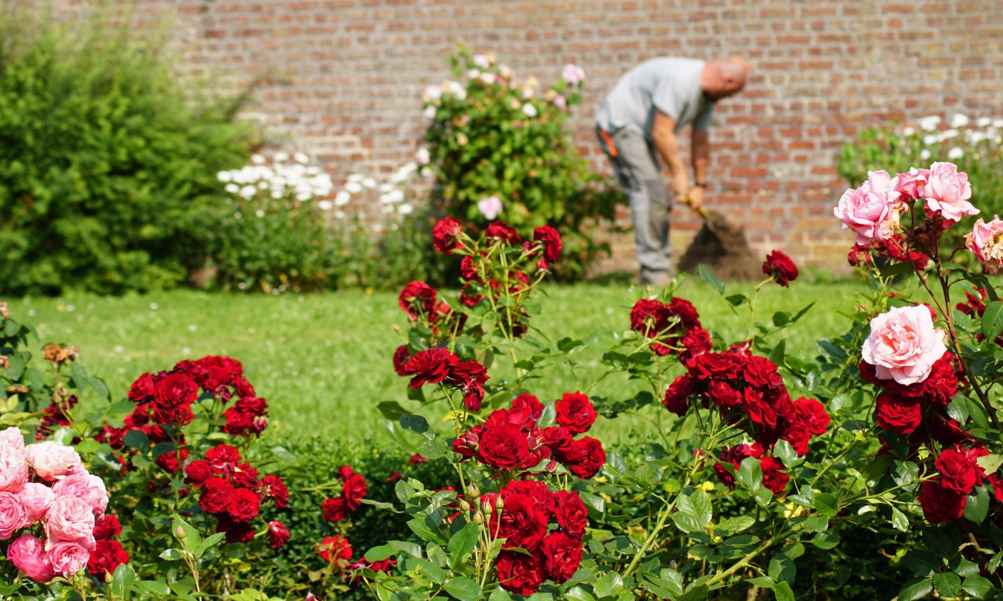 Plantes De Jardin -Plantes De Jardin DSC00149 2000x1200 1