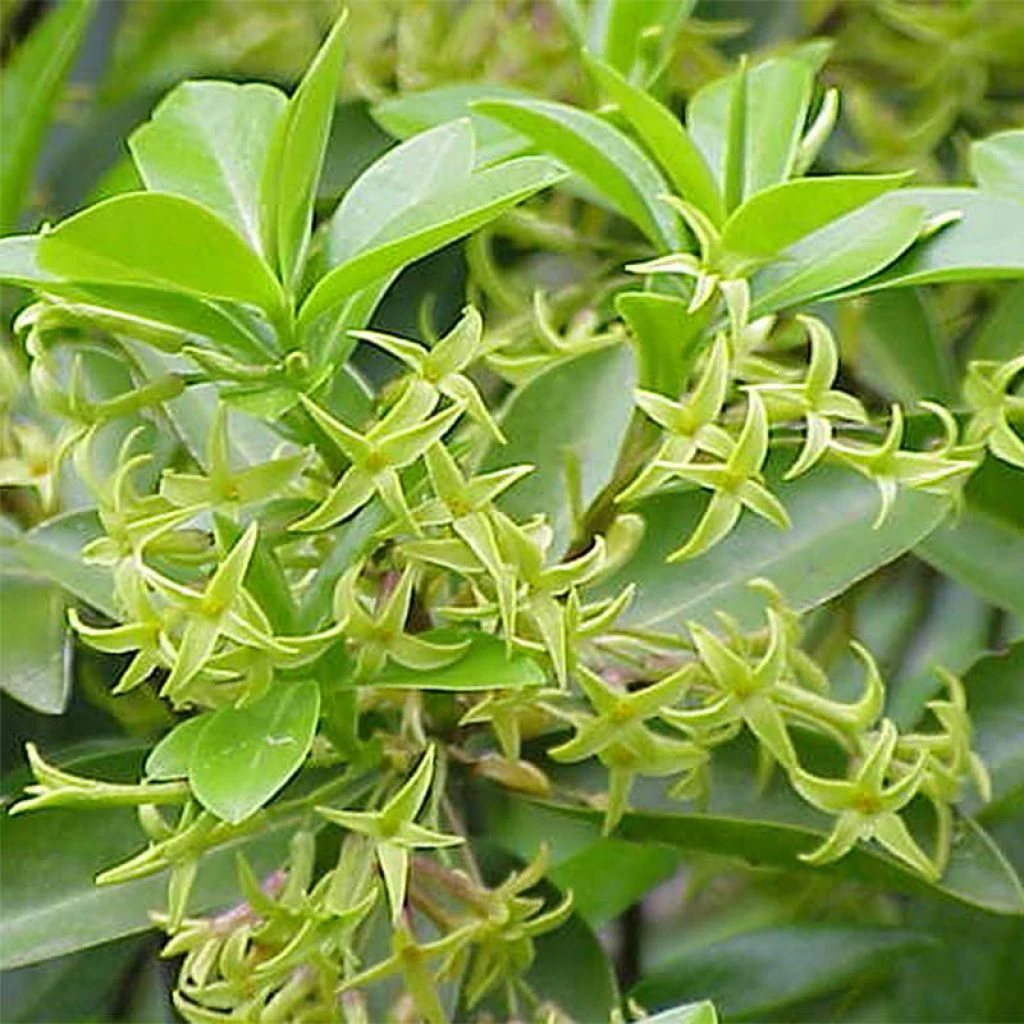 Daphne Laureola Philippi - Daphné De Philippe. 1 Daphne Laureola Philippi - Daphné De Philippe.
