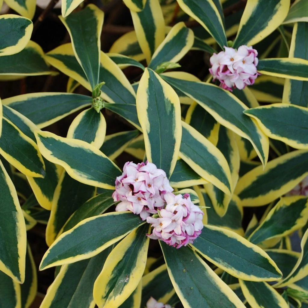 Daphne Odora Marianni (Rogbret) 1 Daphne Odora Marianni (Rogbret)
