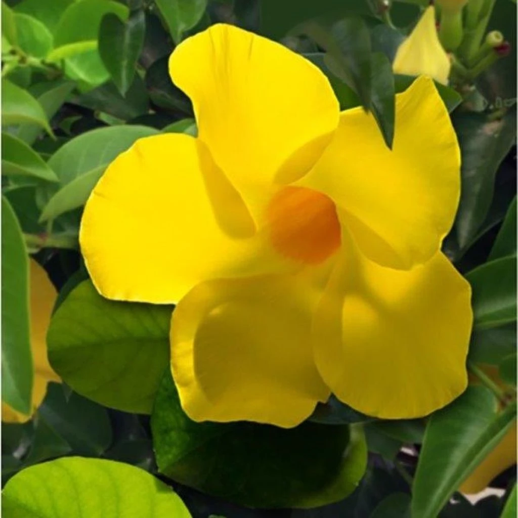 Dipladenia Diamantina Opale Citrine 2.0 - Mandevilla 1 Dipladenia Diamantina Opale Citrine 2.0 - Mandevilla