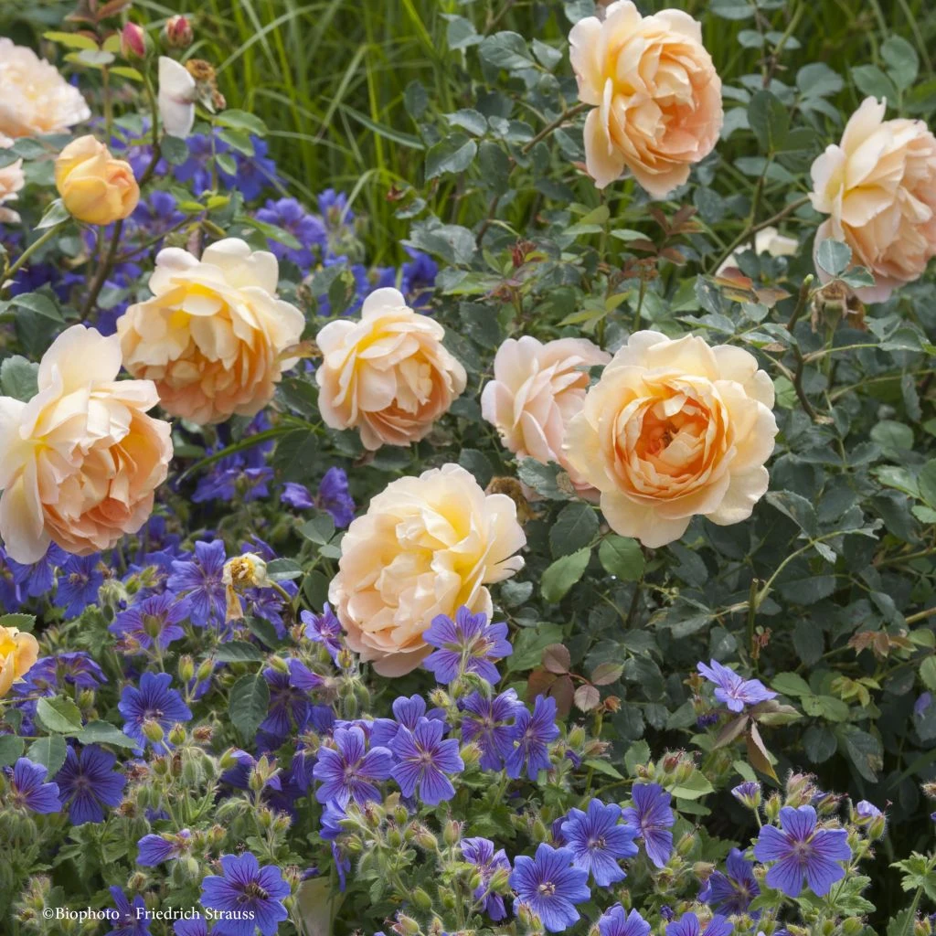 Duo Ambre Et Saphir - Rosier Et Géraniums Vivaces 1 Duo Ambre Et Saphir - Rosier Et Géraniums Vivaces