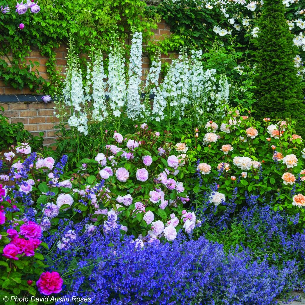 Duo Satin - Duo De Rosier Et Népétas 1 Duo Satin - Duo De Rosier Et Népétas