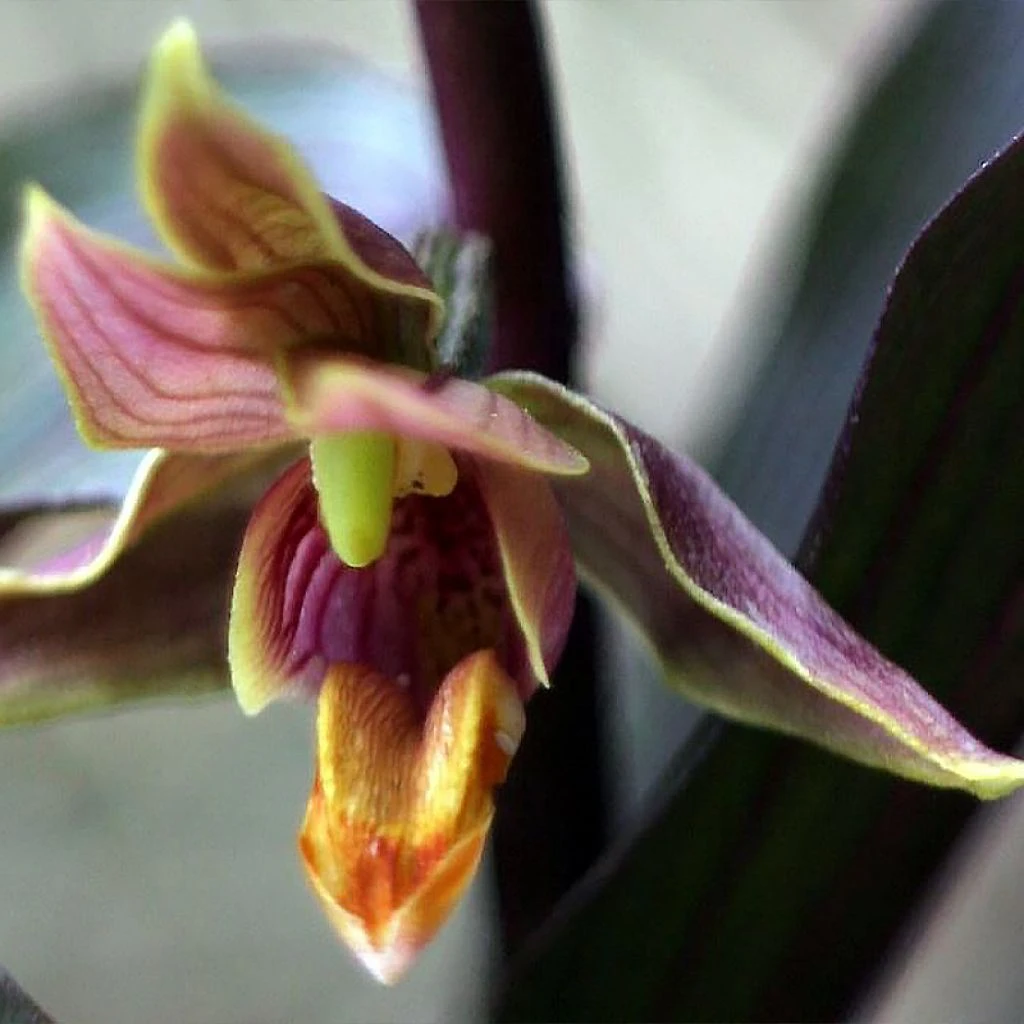 Epipactis Gigantea Night Serpentine - Orchidée De Jardin 1 Epipactis Gigantea Night Serpentine - Orchidée De Jardin