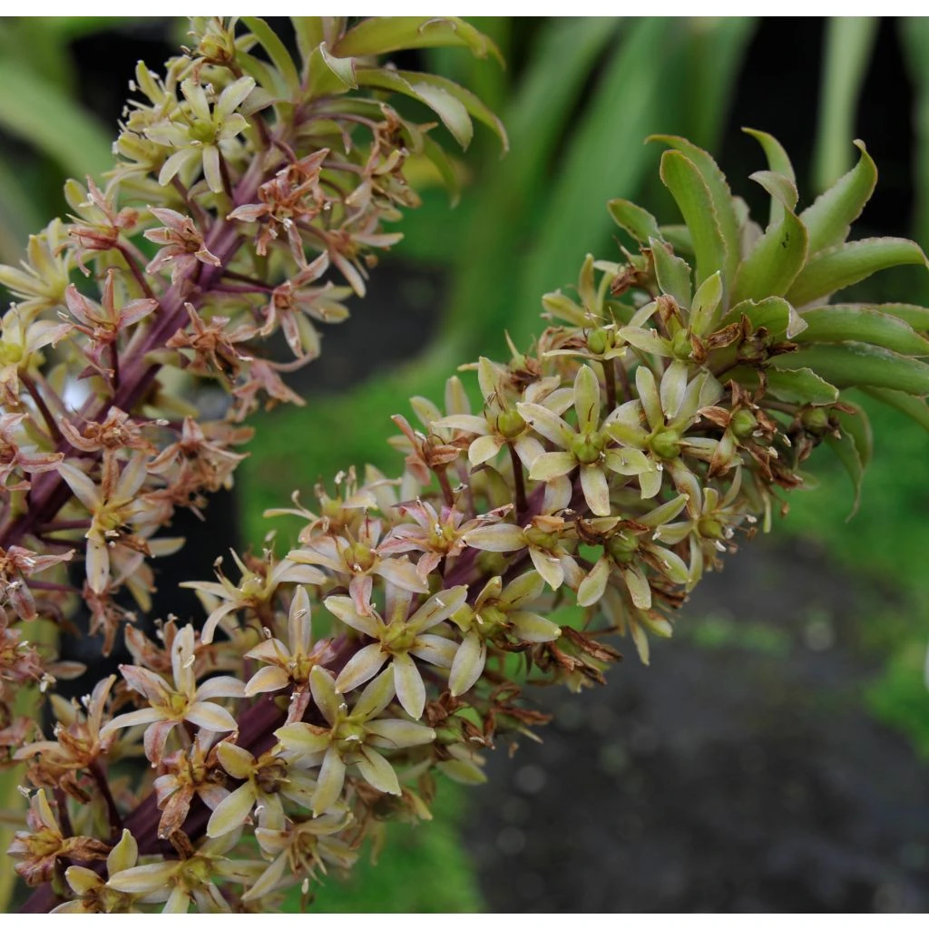 Eucomis Pole-evansii - Eucomide Blanche à Coeur Mauve. 1 Eucomis Pole-evansii - Eucomide Blanche à Coeur Mauve.