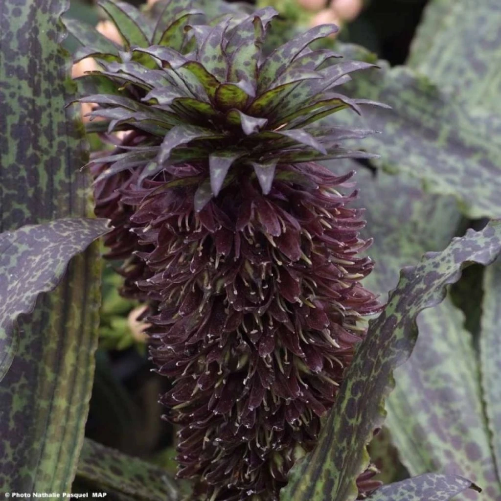 Eucomis Vandermerwei Octopus 1 Eucomis Vandermerwei Octopus