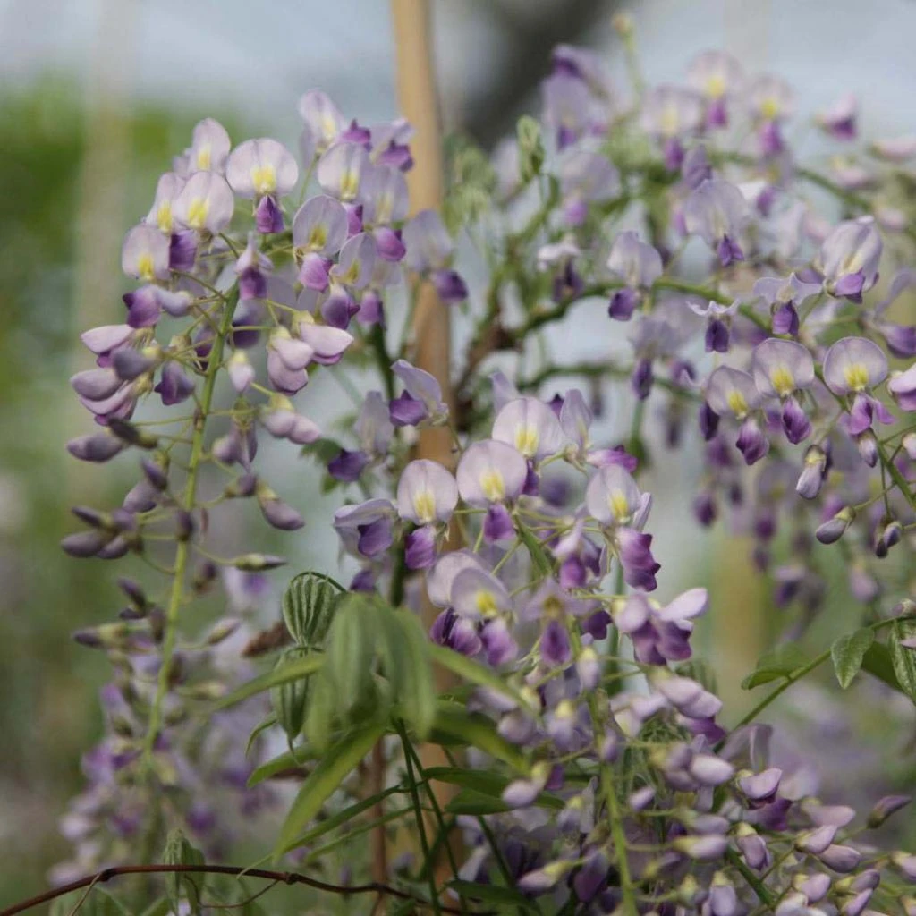 Glycine De Chine - Wisteria Sinensis Prolific 1 Glycine De Chine - Wisteria Sinensis Prolific
