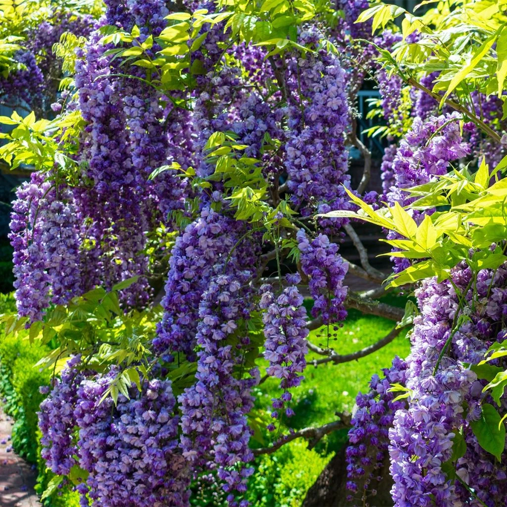 Glycine De Chine - Wisteria Sinensis Flore Pleno 1 Glycine De Chine - Wisteria Sinensis Flore Pleno