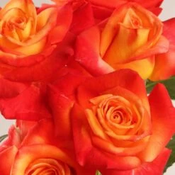 Rosier à Grandes Fleurs Henryane De Chaponay