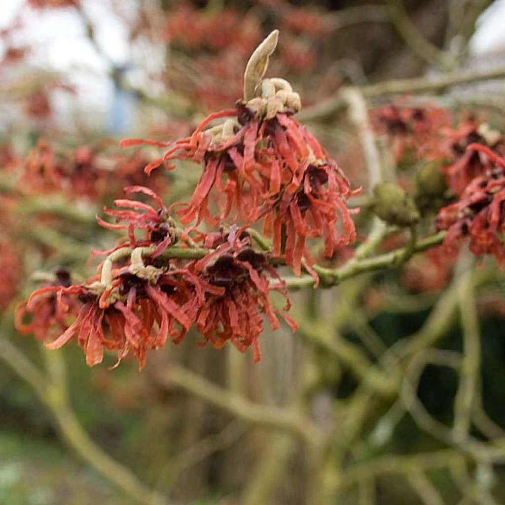Hamamelis Intermedia Ruby Glow - Noisetier De Sorcière 1 Hamamelis Intermedia Ruby Glow - Noisetier De Sorcière