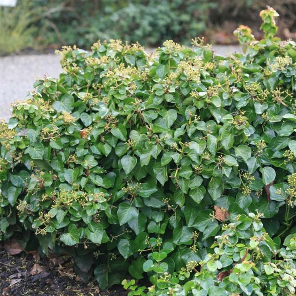 Lierre Arbustif - Hedera Helix Arbori Compact 1 Lierre Arbustif - Hedera Helix Arbori Compact