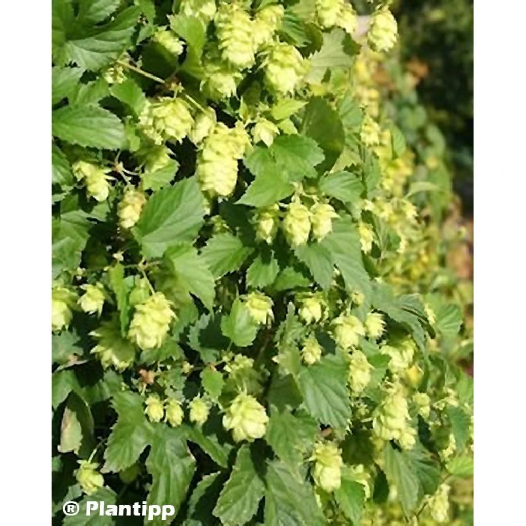 Houblon - Humulus Lupulus Prima Donna 1 Houblon - Humulus Lupulus Prima Donna