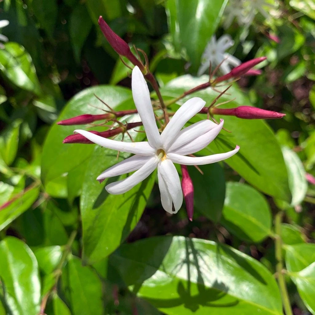 Jasminum Nitidum - Jasmin 1 Jasminum Nitidum - Jasmin