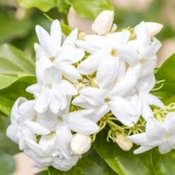 Jasmin D'Arabie - Jasminum Sambac