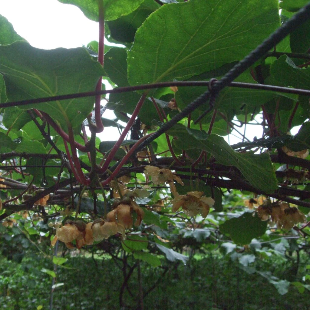 Kiwi Golden Delight (femelle) - Actinidia Deliciosa 1 Kiwi Golden Delight (femelle) - Actinidia Deliciosa