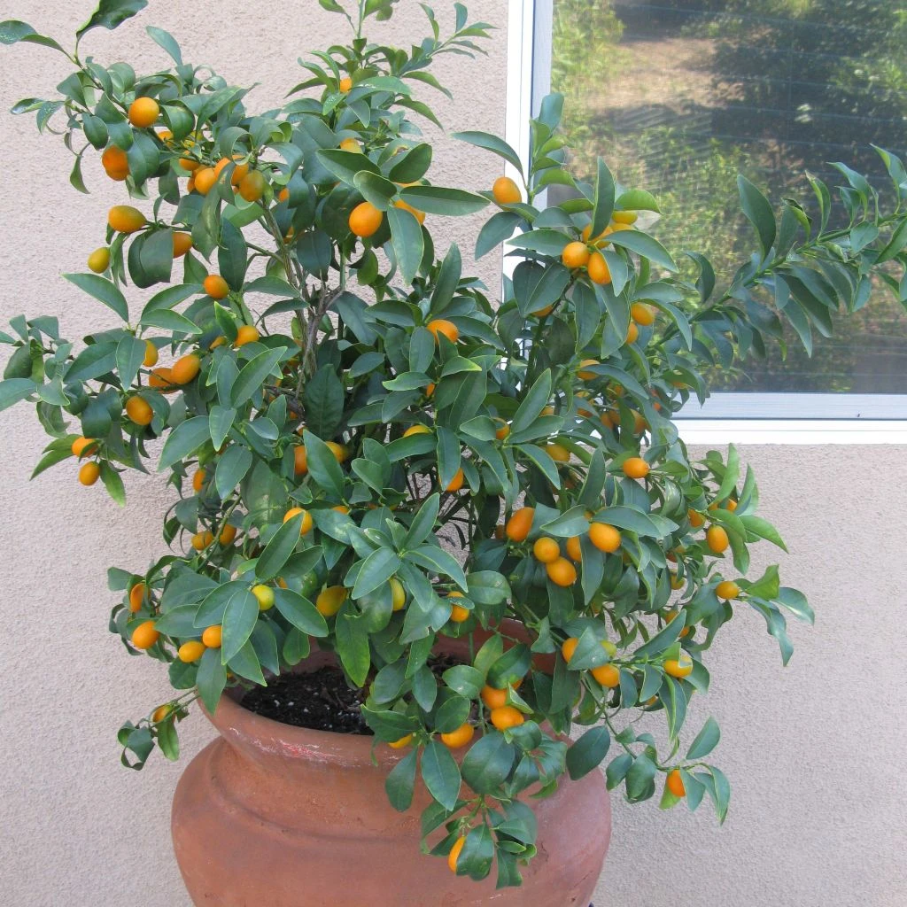 Kumquat Nagami - Fortunella Margarita 1 Kumquat Nagami - Fortunella Margarita