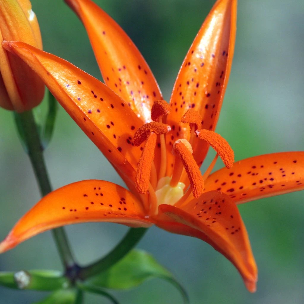 Lis Botanique - Lilium Tsingtauense NU 1 Lis Botanique - Lilium Tsingtauense NU