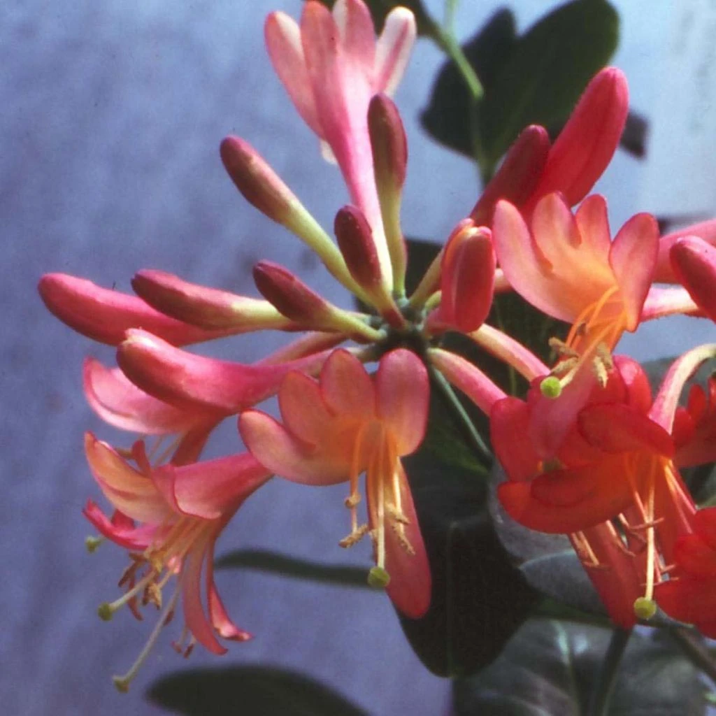 Chèvrefeuille - Lonicera Hybride Celestial 1 Chèvrefeuille - Lonicera Hybride Celestial