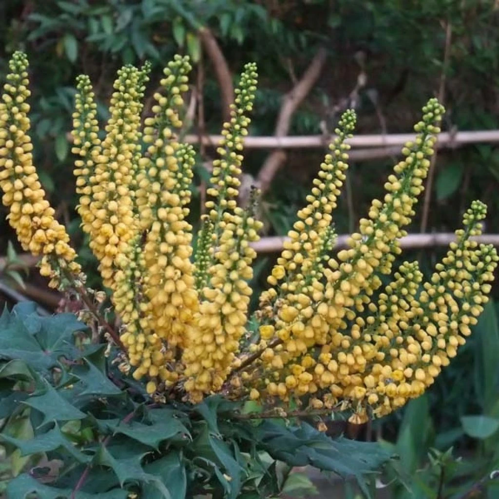 Mahonia (x) Media Charity 1 Mahonia (x) Media Charity