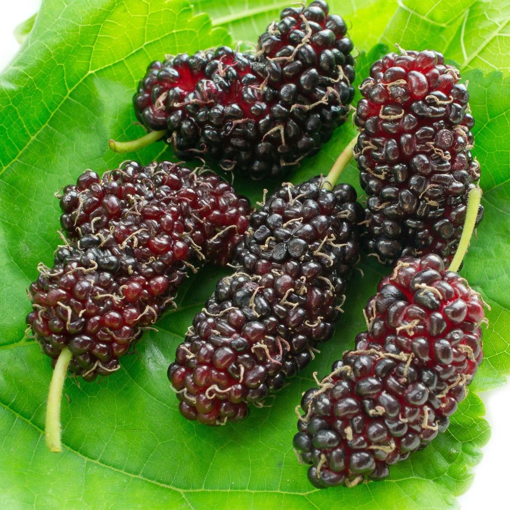 Morus Acidosa Mulle - Mûrier De Corée 1 Morus Acidosa Mulle - Mûrier De Corée