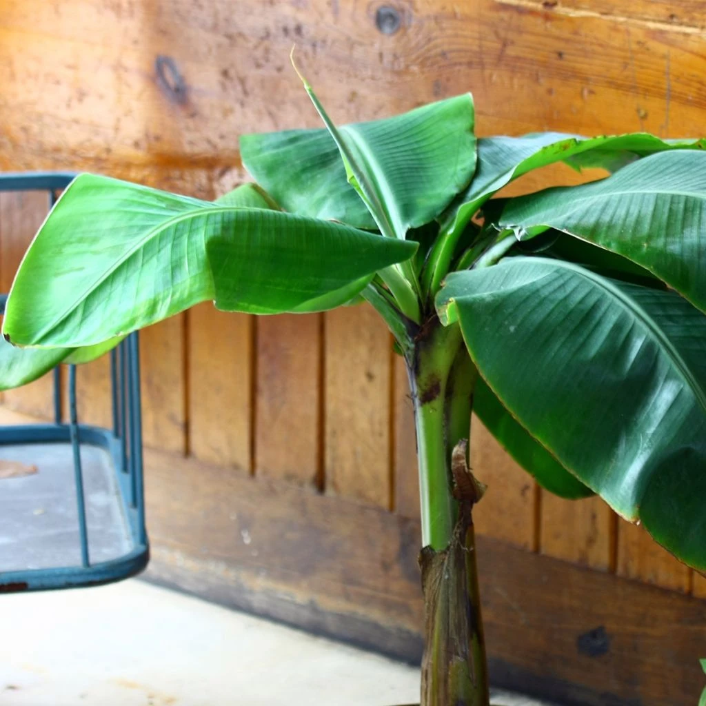 Musa Basjoo Tchetchenia - Bananier Du Japon 1 Musa Basjoo Tchetchenia - Bananier Du Japon