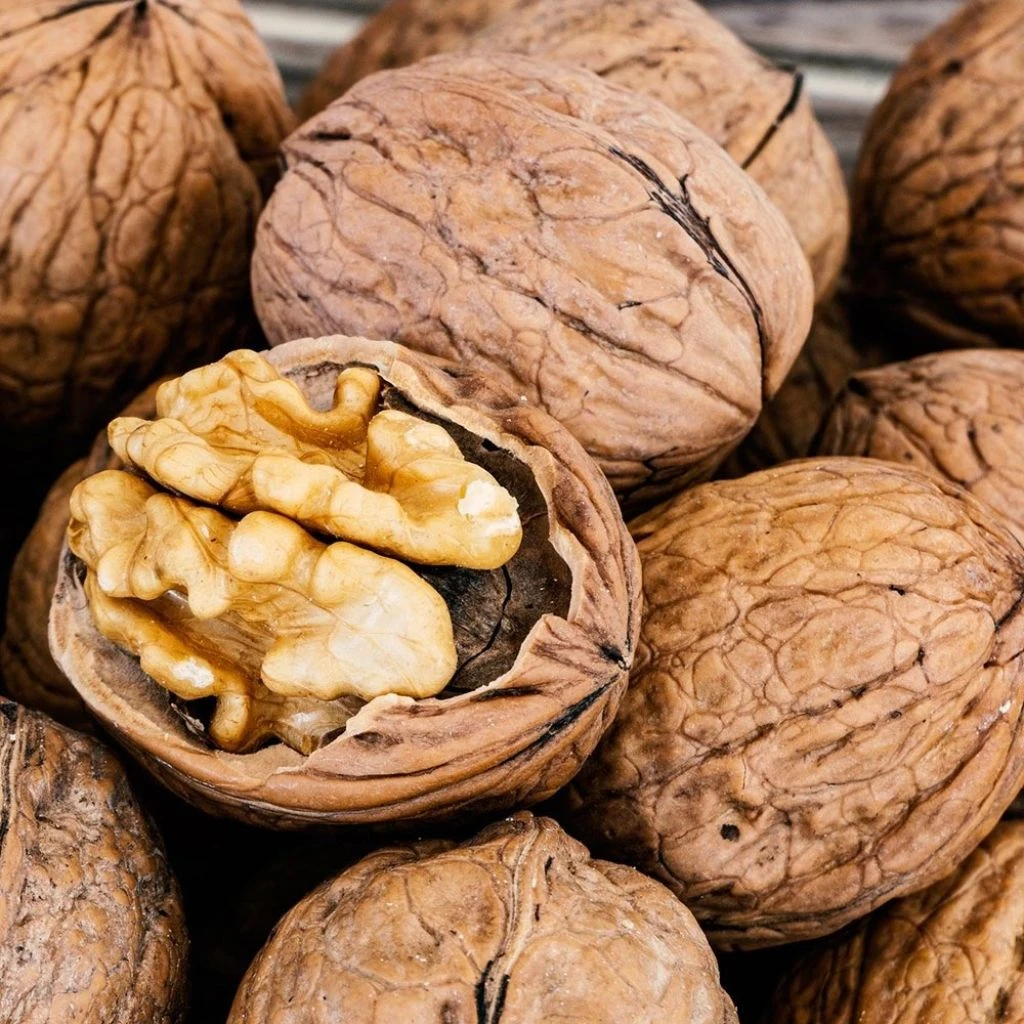Noyer Commun - Juglans Regia 1 Noyer Commun - Juglans Regia