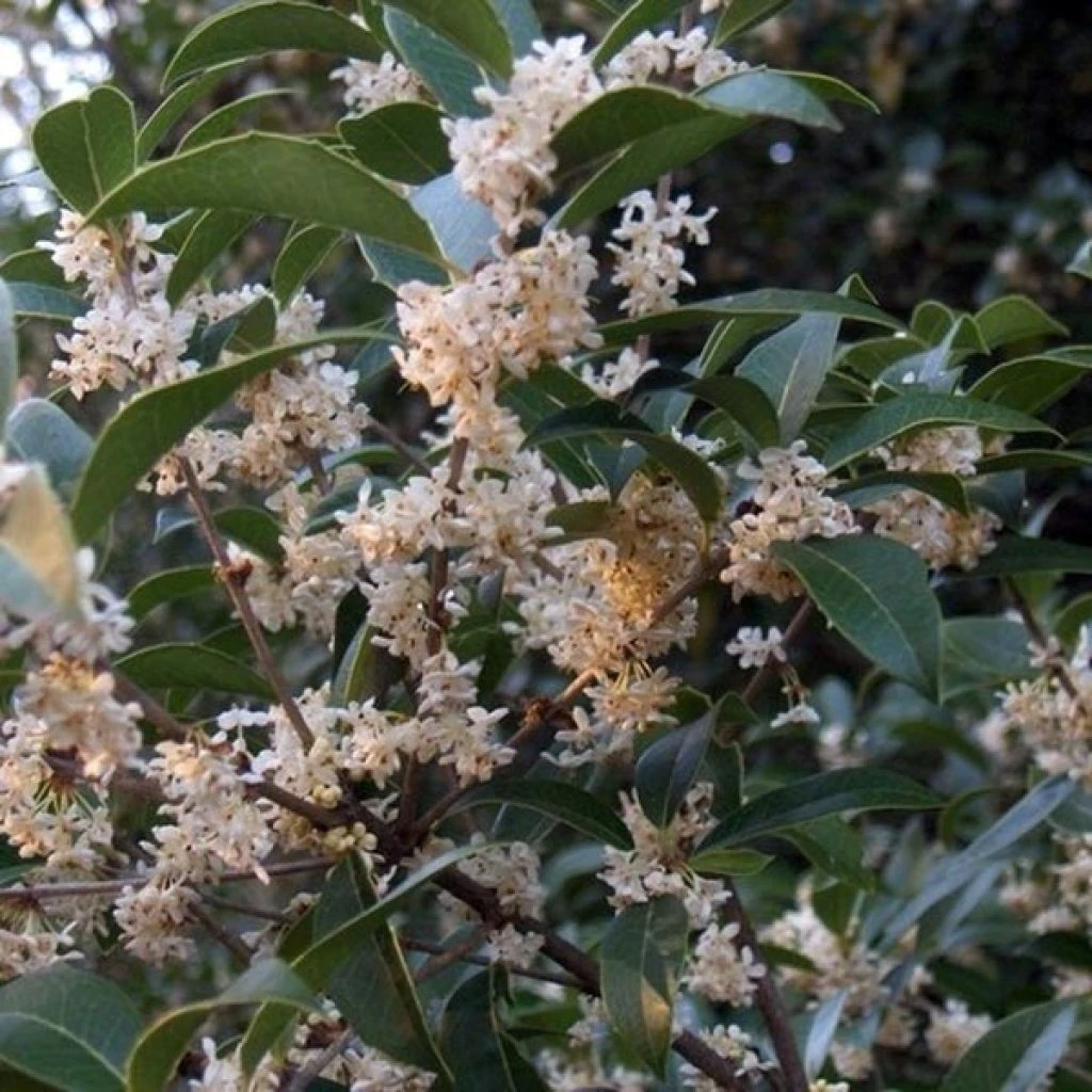 Osmanthus Fortunei - Osmanthe De Fortune 1 Osmanthus Fortunei - Osmanthe De Fortune
