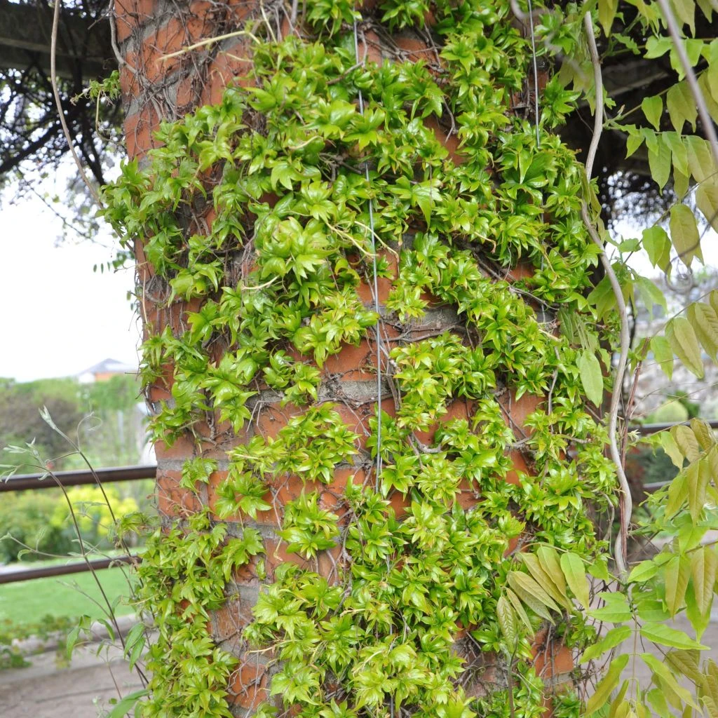 Vigne Vierge - Parthenocissus Tricuspidata Lowii 1 Vigne Vierge - Parthenocissus Tricuspidata Lowii