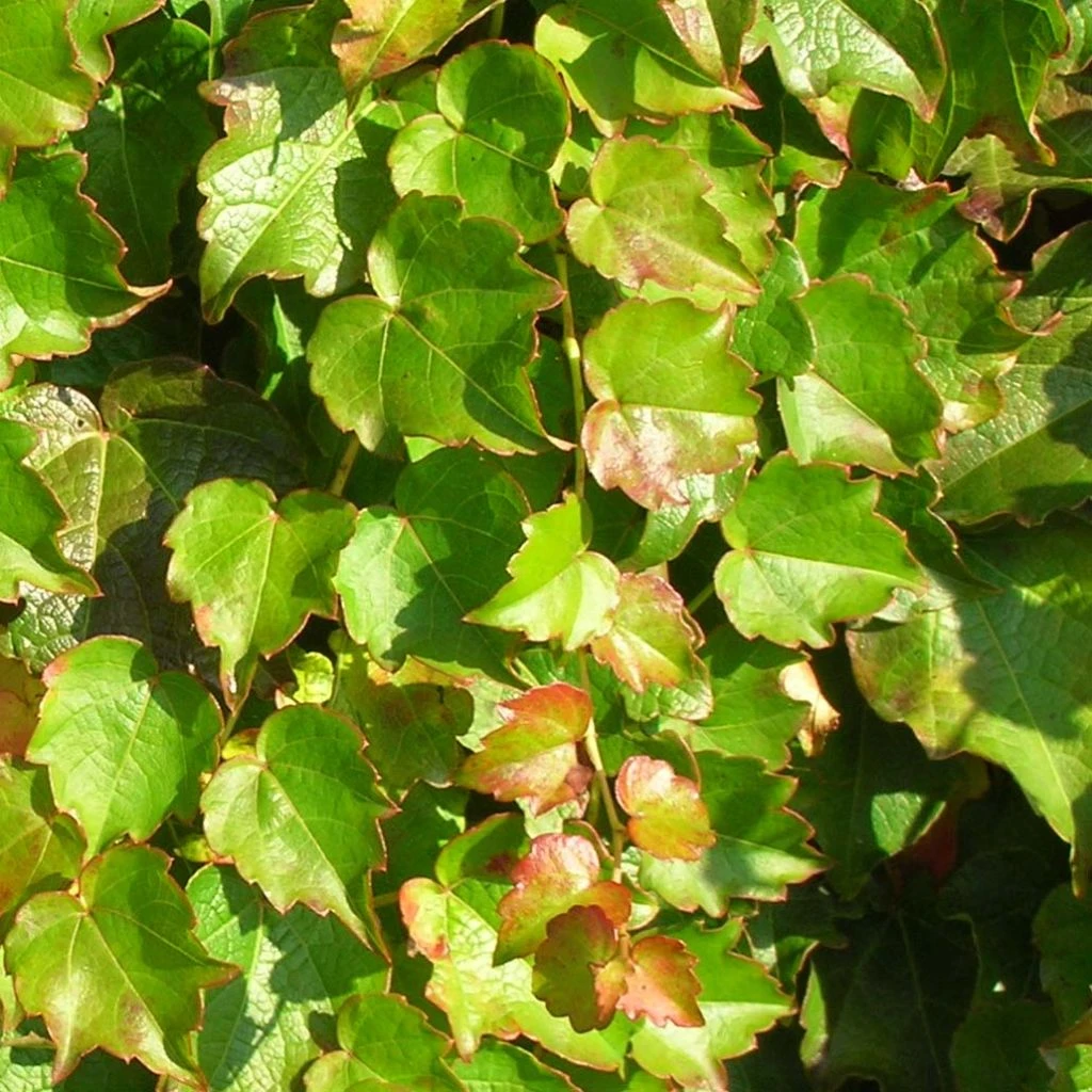 Vigne Vierge - Parthenocissus Tricuspidata Minutifolia 1 Vigne Vierge - Parthenocissus Tricuspidata Minutifolia