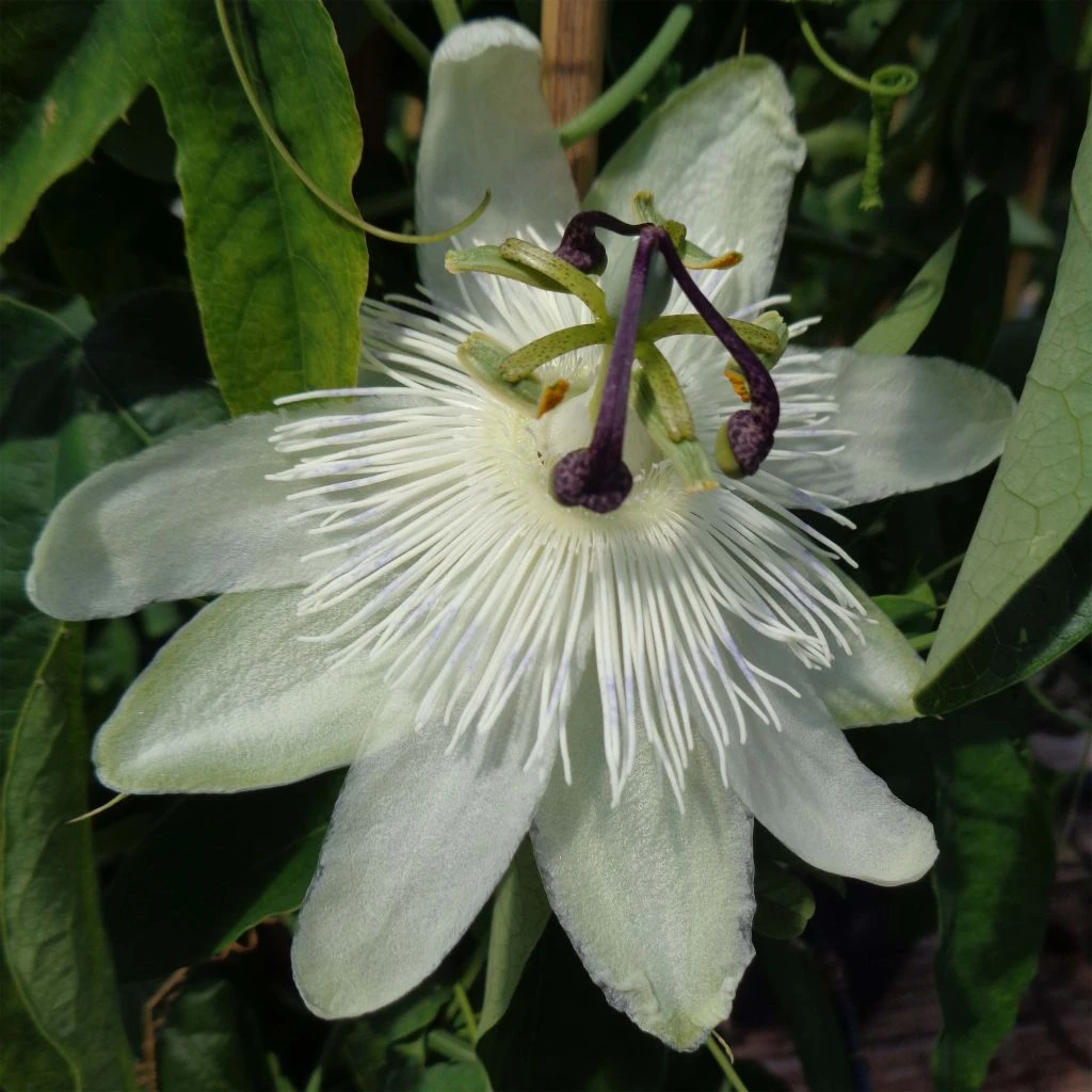 Passiflora Subpeltata - Fleur De La Passion 1 Passiflora Subpeltata - Fleur De La Passion