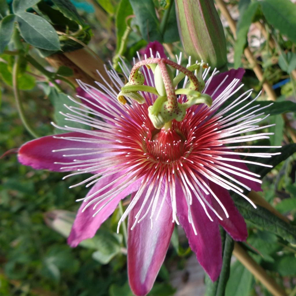 Passiflore Anastasia - Fleur De La Passion 1 Passiflore Anastasia - Fleur De La Passion