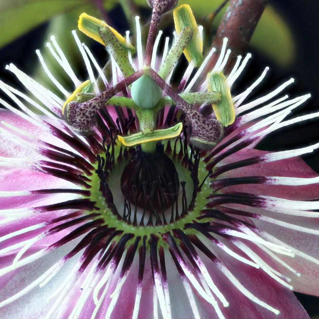 Passiflore - Passiflora Eden 1 Passiflore - Passiflora Eden