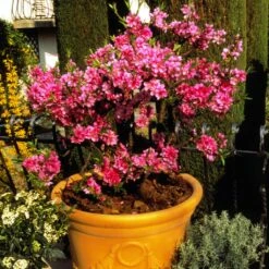 Pêcher Nain Diamond Zaipevi