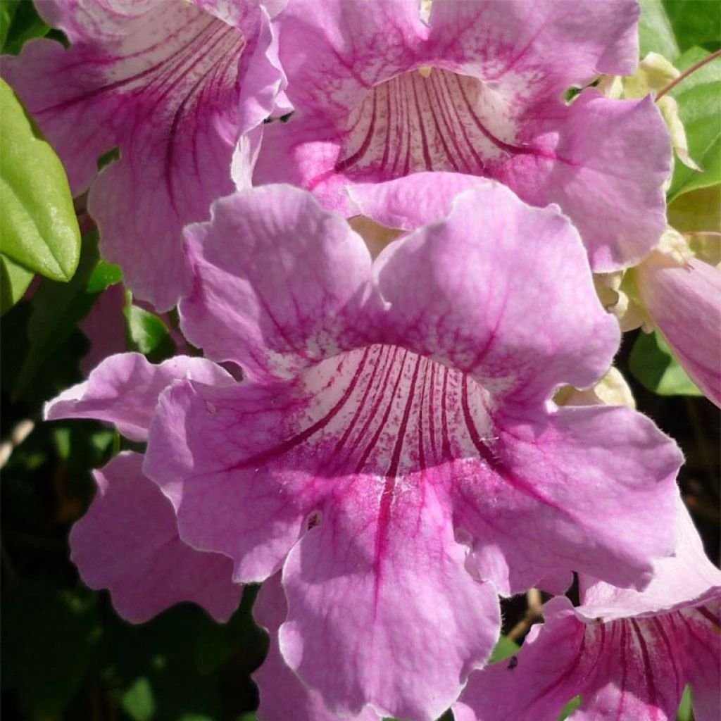 Podranea Ricasoliana - Bignone Rose 1 Podranea Ricasoliana - Bignone Rose