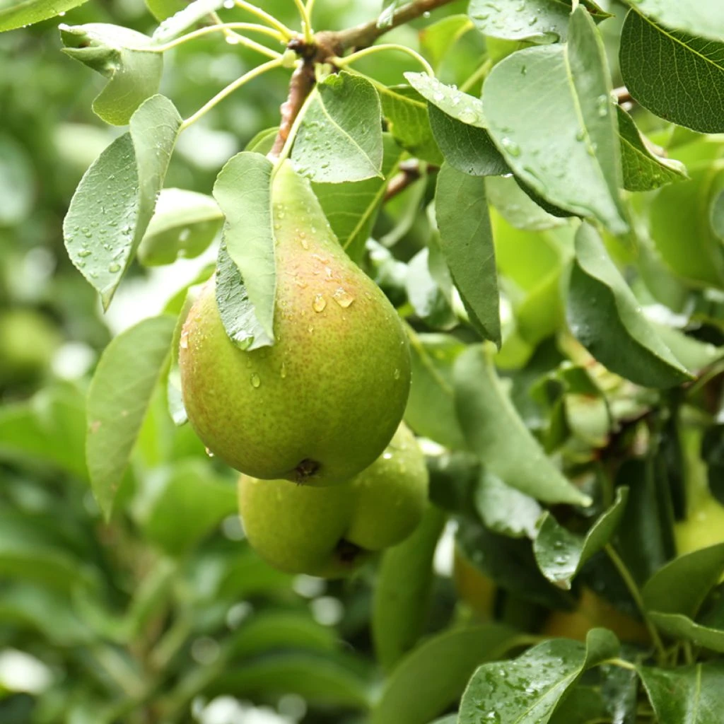 Poirier Curé Ou Poire Du Curé Bio 1 Poirier Curé Ou Poire Du Curé Bio