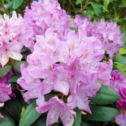 Rhododendron Roseum Elegans - Grand Rhododendron.