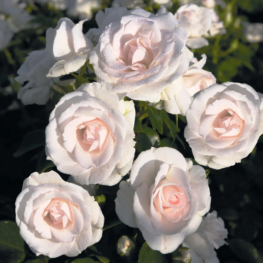 Rosier Couvre-sol Aspirin Rose 1 Rosier Couvre-sol Aspirin Rose