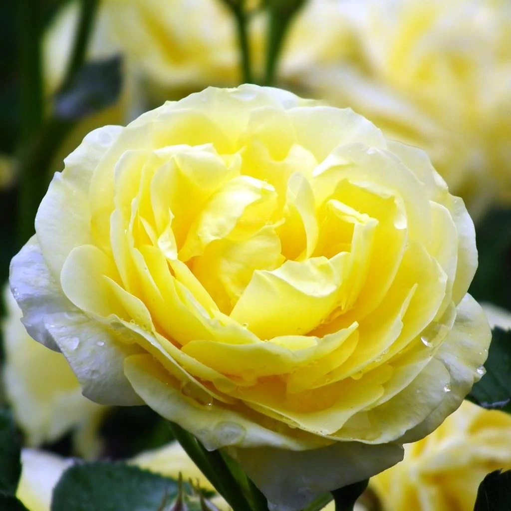Rosa Golden Border - Rosier à Fleurs Groupées 1 Rosa Golden Border - Rosier à Fleurs Groupées