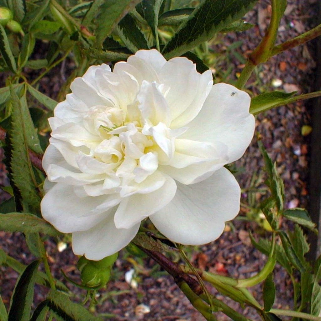Rosier Botanique - Rosa Cannabifolia 1 Rosier Botanique - Rosa Cannabifolia