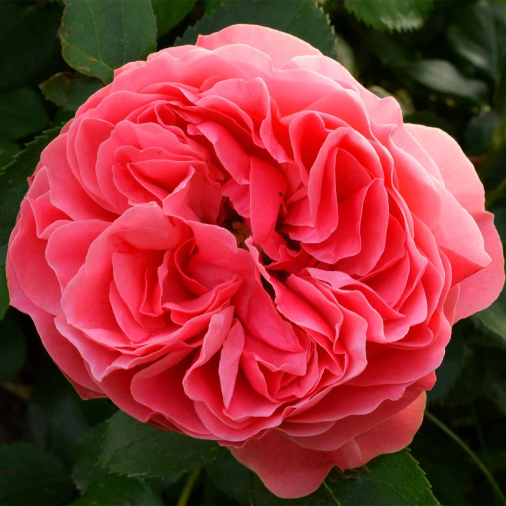 Rosier à Fleurs Groupées Pick'n Go 1 Rosier à Fleurs Groupées Pick'n Go