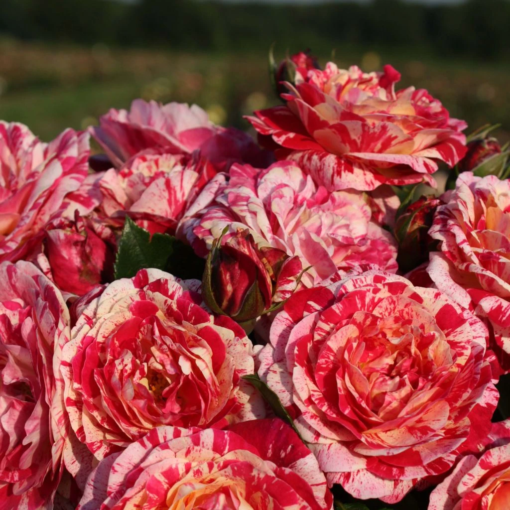 Rosier à Fleurs Groupées Abracadabra 1 Rosier à Fleurs Groupées Abracadabra