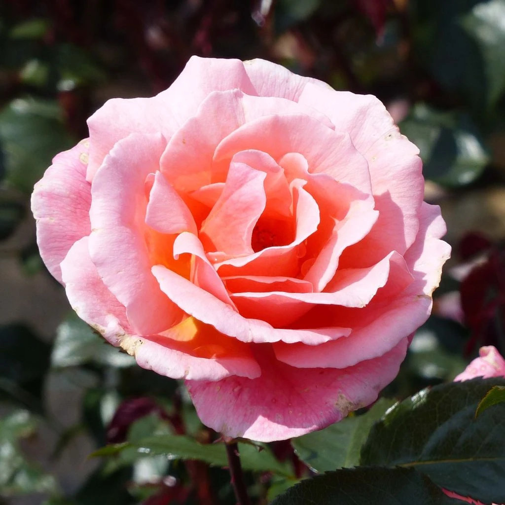 Rosier à Fleurs Groupées Fragrant Delight 1 Rosier à Fleurs Groupées Fragrant Delight