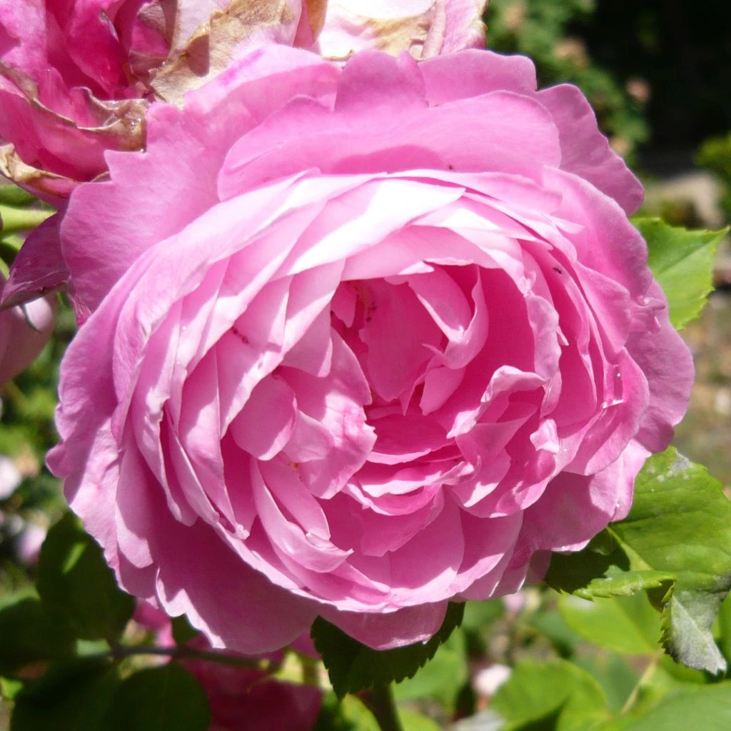 Rosier Ancien La Reine Victoria 1 Rosier Ancien La Reine Victoria