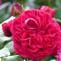 Rosier à Fleurs Groupées Red Leonardo Da Vinci