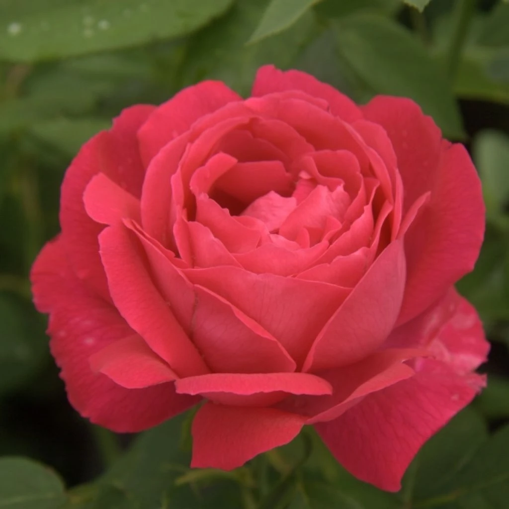 Rosier Ancien Ulrich Brunner Fils 1 Rosier Ancien Ulrich Brunner Fils