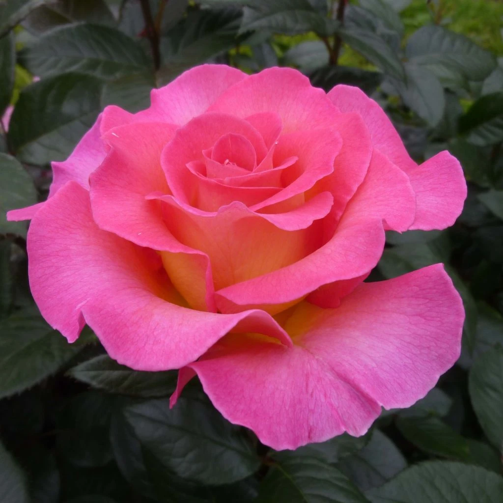 Rosier à Grandes Fleurs Pink Paradise 1 Rosier à Grandes Fleurs Pink Paradise
