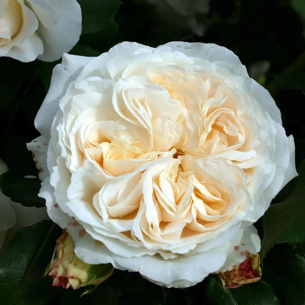Rosa Kosmos 1 Rosa Kosmos