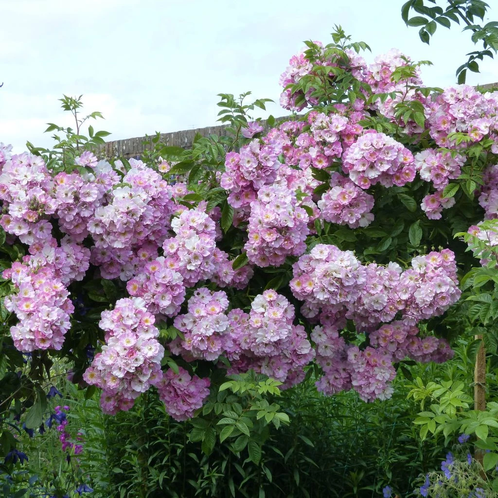 Rosier Liane Blush Rambler - Rose Ancienne 1 Rosier Liane Blush Rambler - Rose Ancienne